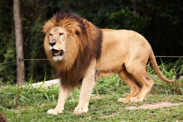 10 wild animals that make the Masai Mara one of Africa's greatest safari destinations |