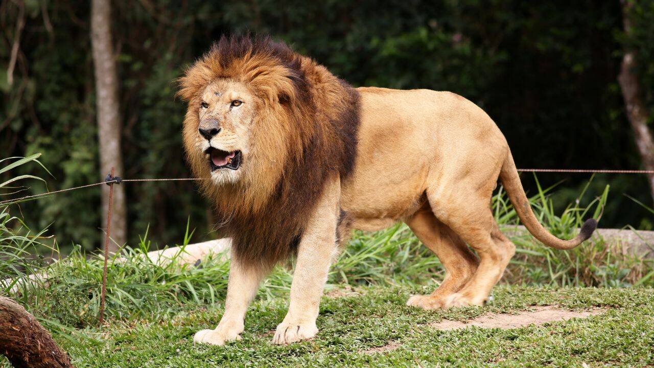 10 wild animals that make the Masai Mara one of Africa's greatest safari destinations |