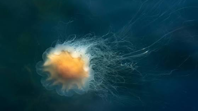 Lion's mane jellyfish are washing up on New England beaches, and experts warn people not to touch them even after they die | World News