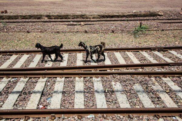 "Train aapki property hai kya?" Mother caught teaching toddler to throw garbage from moving local train; video sparks outrage |