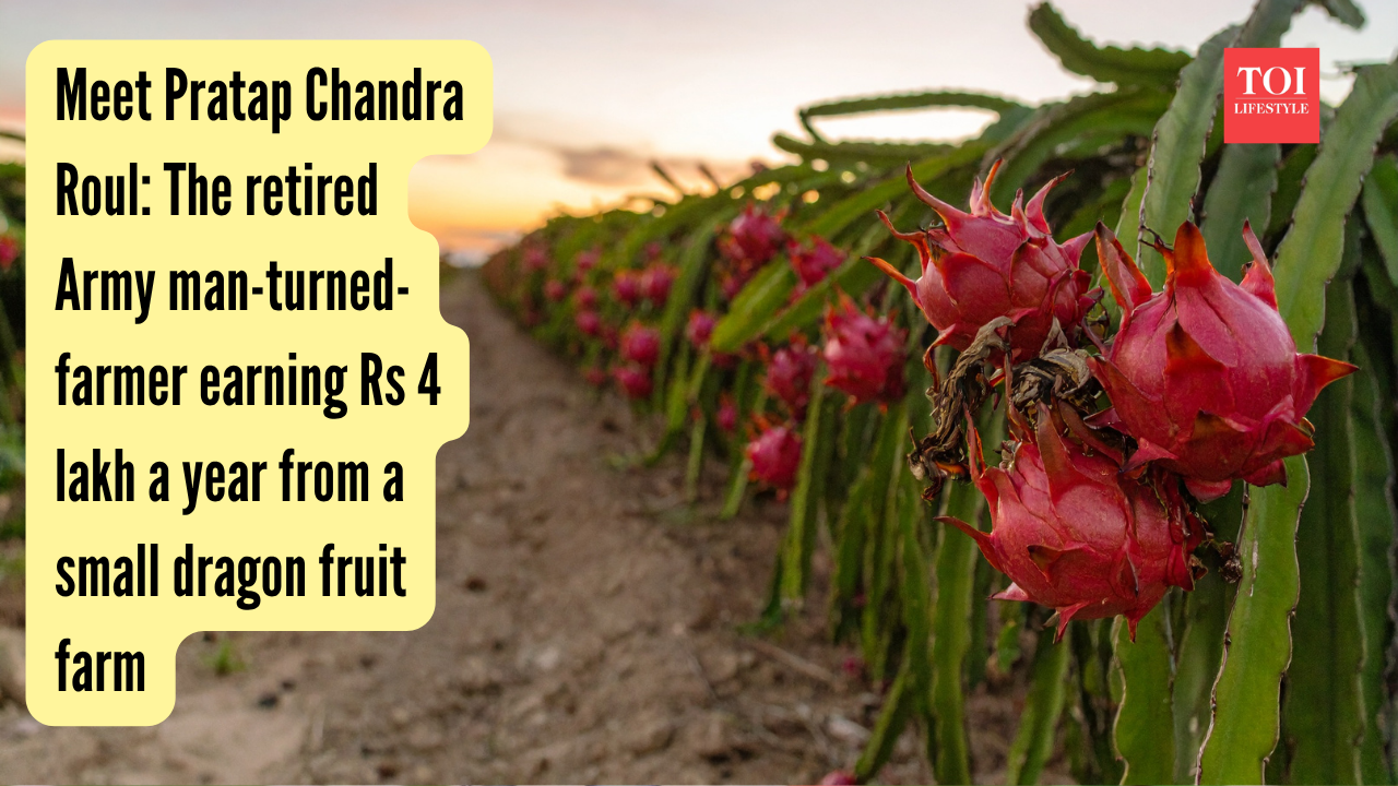 Dragon Fruit Farming: Meet Pratap Chandra Roul: The retired Army man-turned-farmer earning Rs 4 lakh a year from a small dragon fruit farm