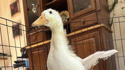 Meet Rudy: A smart duckling who aided her own rescue in a Brooklyn park by chasing humans every day |