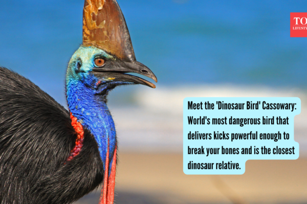 Meet the 'Dinosaur Bird' Cassowary: World's most dangerous bird that delivers kicks powerful enough to break your bones and is the closest dinosaur relative.