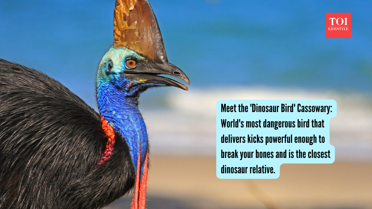 Meet the 'Dinosaur Bird' Cassowary: World's most dangerous bird that delivers kicks powerful enough to break your bones and is the closest dinosaur relative.