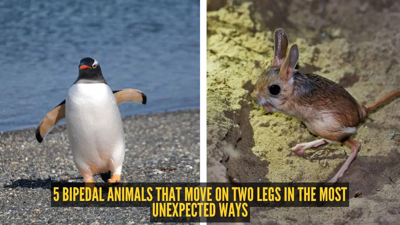 5 bipedal animals that move on two legs in the most unexpected ways