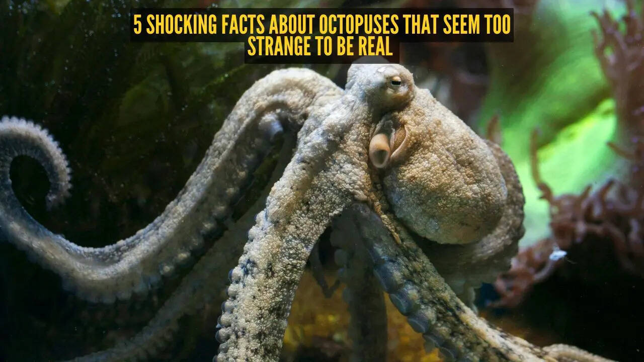 5 shocking facts about octopuses that seem too strange to be real