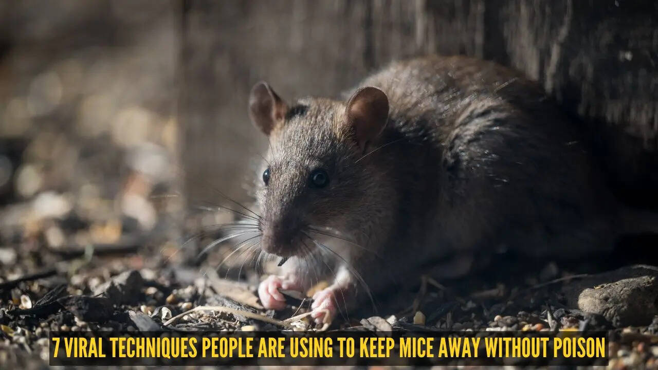7 viral techniques people are using to keep mice away without poison