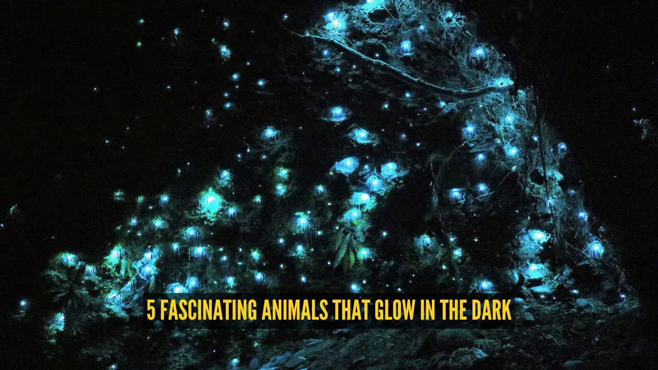 5 fascinating animals that glow in the dark