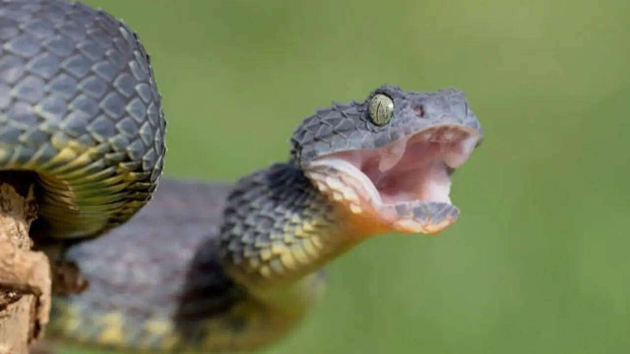 Vipers become more active during the rains—Here's how to stay safe