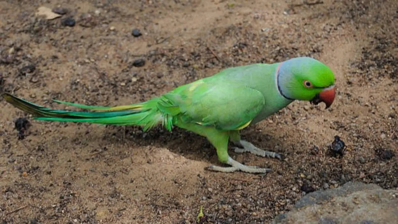 7 Surprising facts about ring-necked parrots you probably didn't know