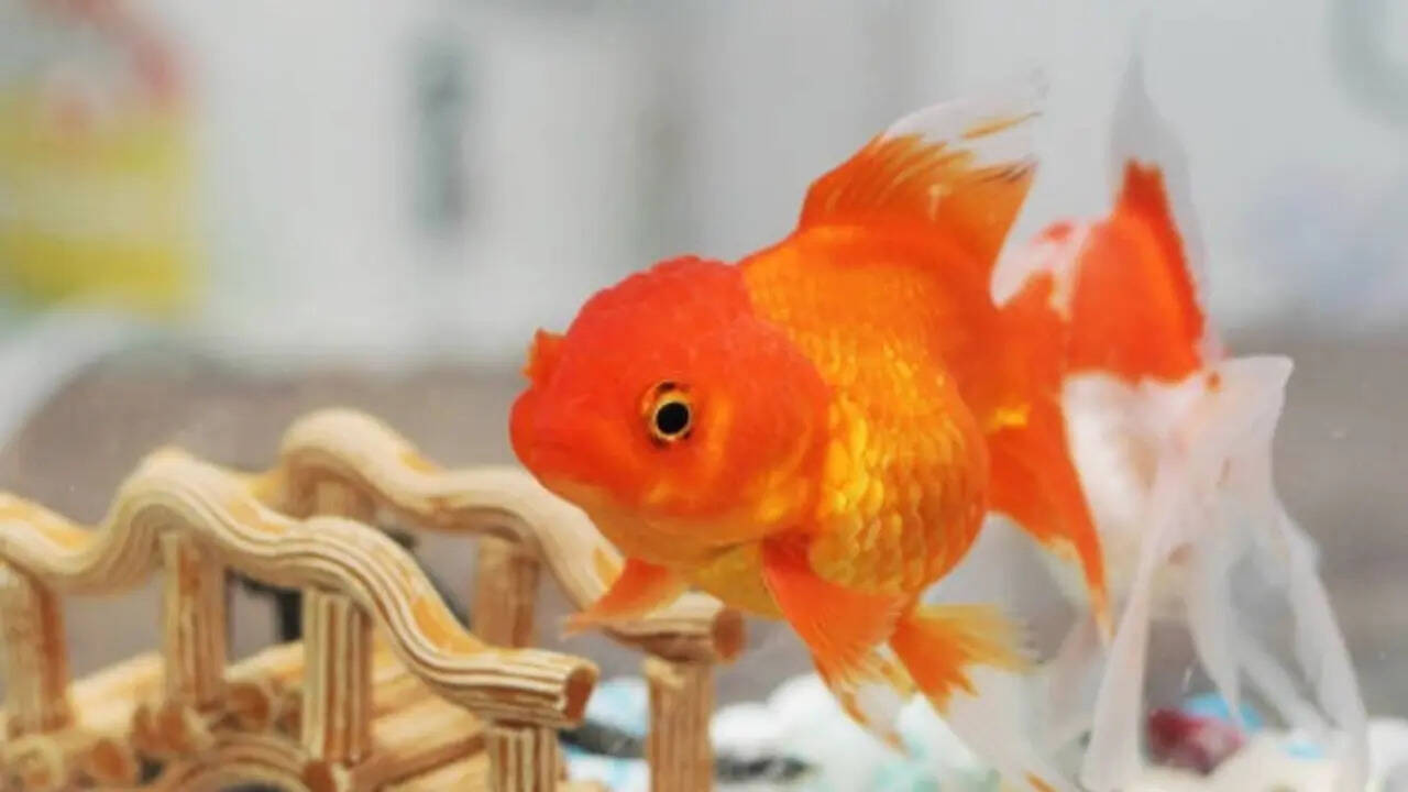 A beginner's step-by-step guide to keeping goldfish in healthy condition for several years