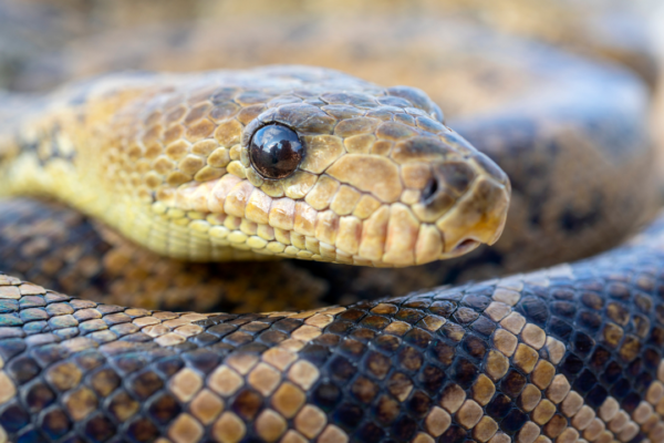 7 iridescent snakes from around the world you need to see to believe