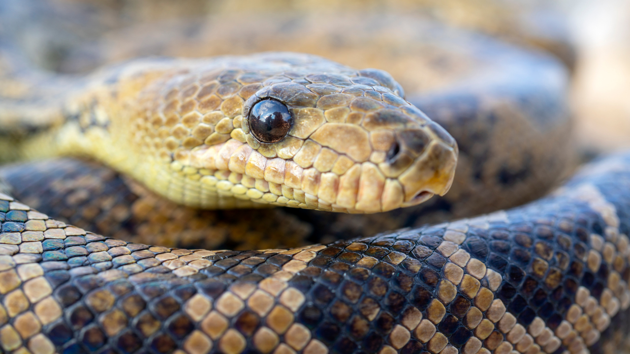 7 iridescent snakes from around the world you need to see to believe
