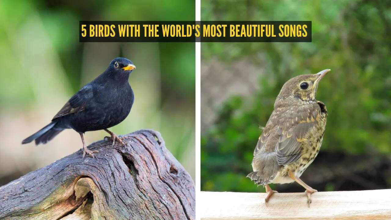 5 birds with the world's most beautiful songs