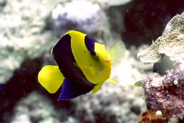 How to maintain Angelfish in an aquarium: A step-by-step beginner's guide