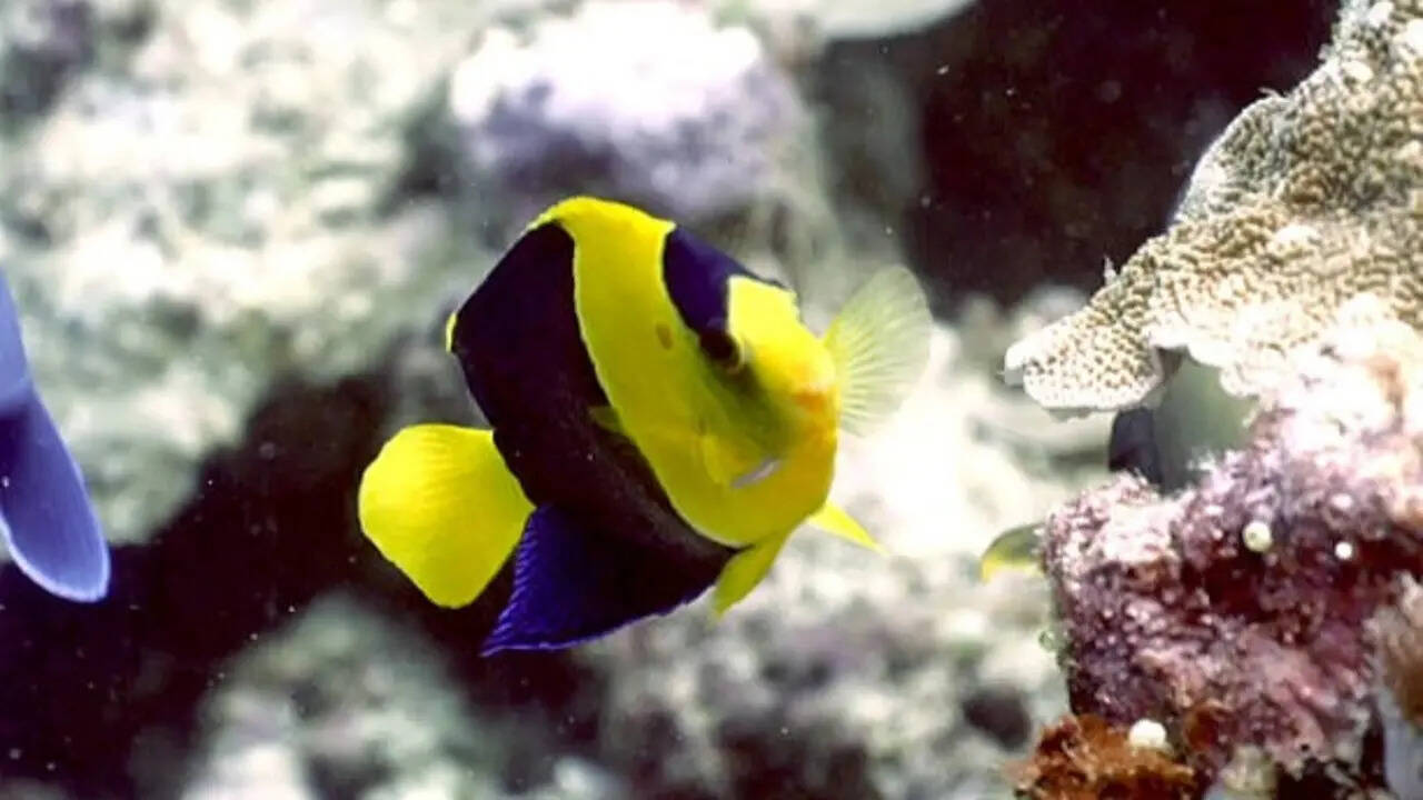 How to maintain Angelfish in an aquarium: A step-by-step beginner's guide