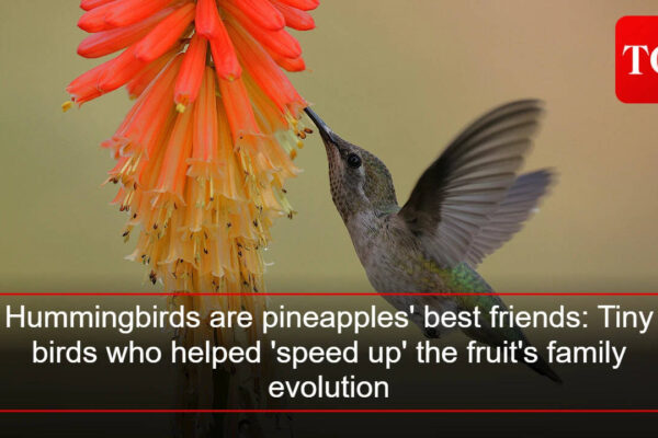Hummingbirds are pineapples' best friends: Tiny birds who helped 'speed up' the fruit's family evolution |