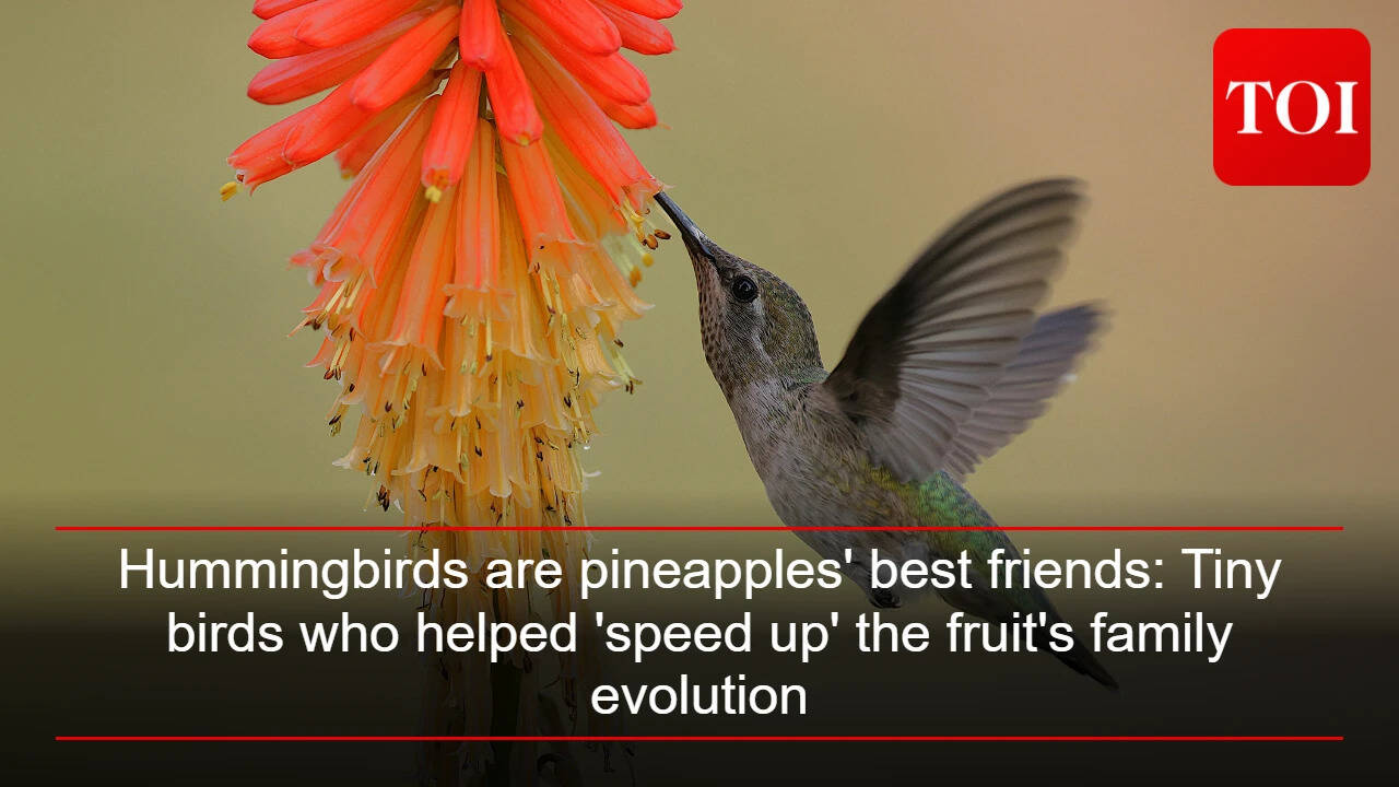 Hummingbirds are pineapples' best friends: Tiny birds who helped 'speed up' the fruit's family evolution |