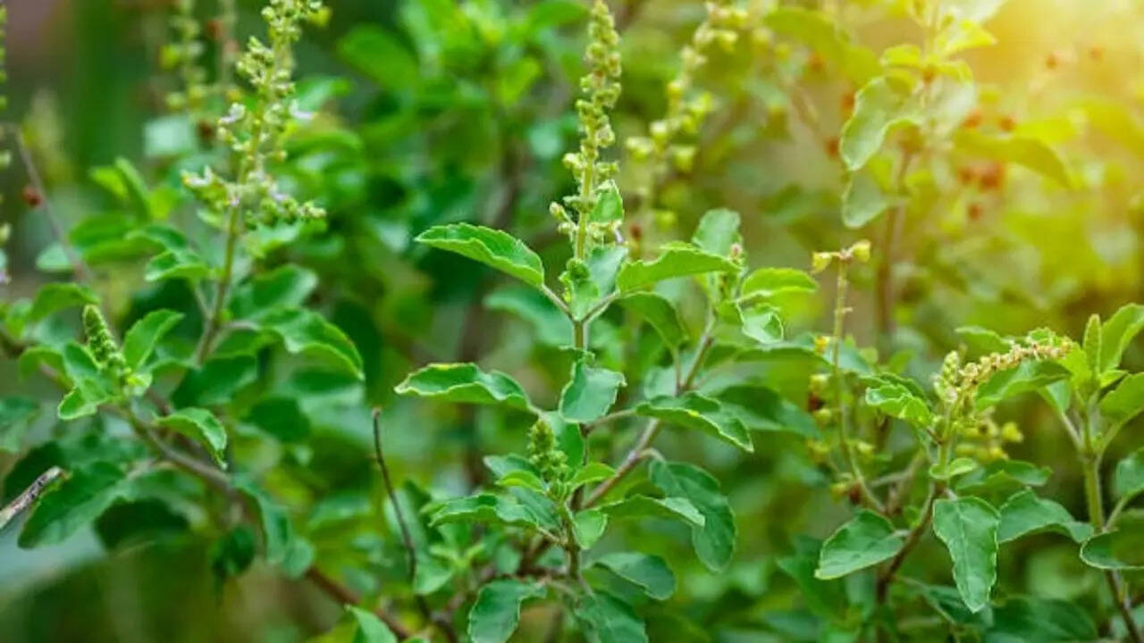 Health benefits of two herbs from the same plant family