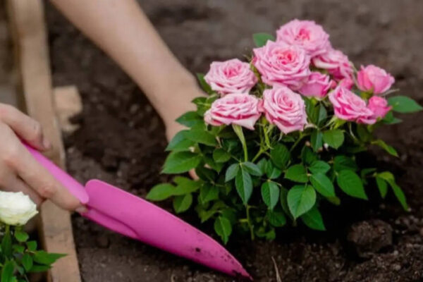 Want bigger, healthier rose blooms? Here's a beginner's guide to grafting roses successfully