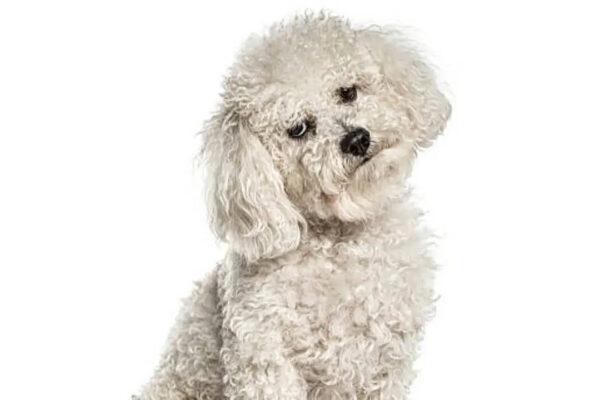 8 nicknames for white dogs that perfectly match their personality and charm