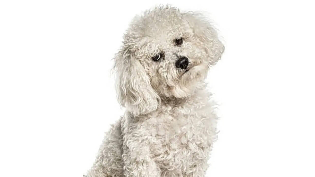 8 nicknames for white dogs that perfectly match their personality and charm