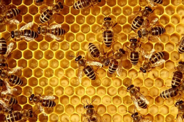 7 Animals that eat bees without letting stings stop them