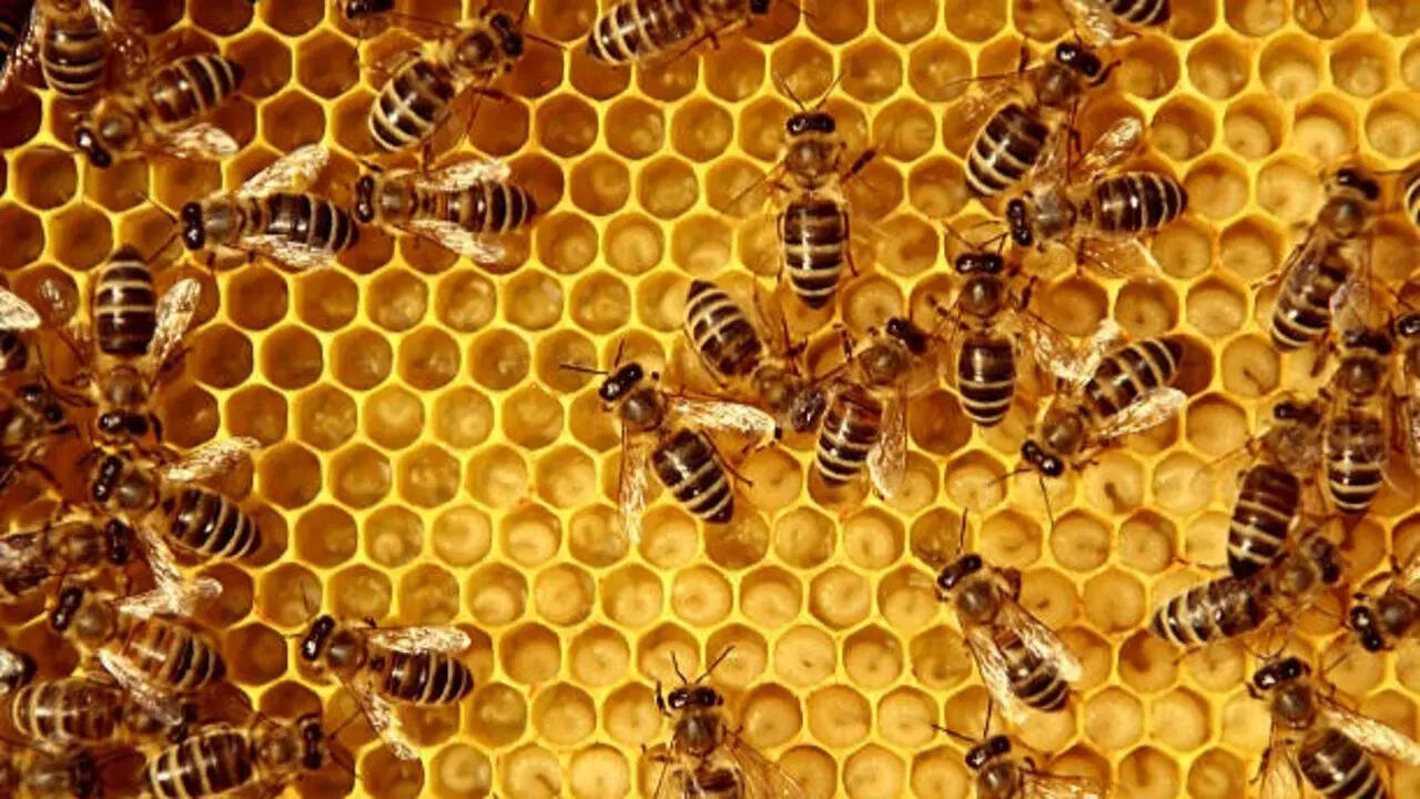 7 Animals that eat bees without letting stings stop them