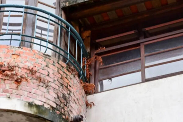 Pigeons taking over your balcony? 7 Humane ways to keep them away without causing harm