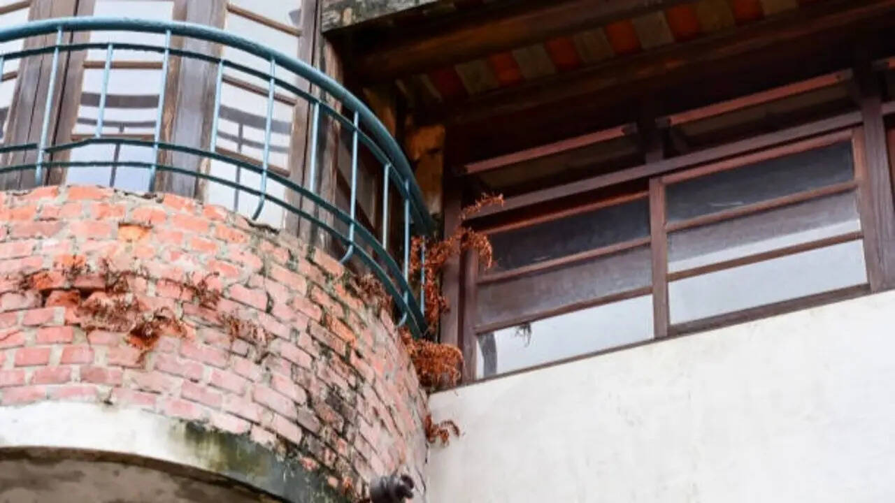 Pigeons taking over your balcony? 7 Humane ways to keep them away without causing harm
