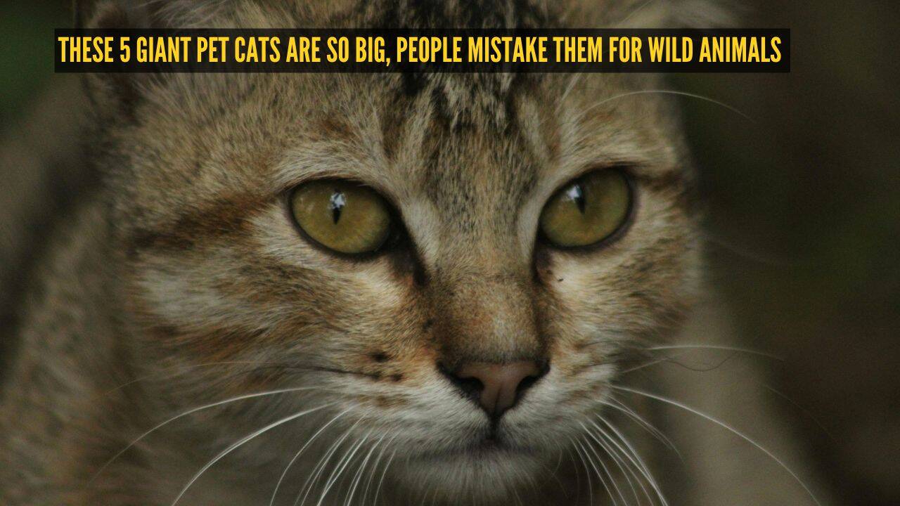 These 5 giant pet cats are so big, people mistake them for wild animals
