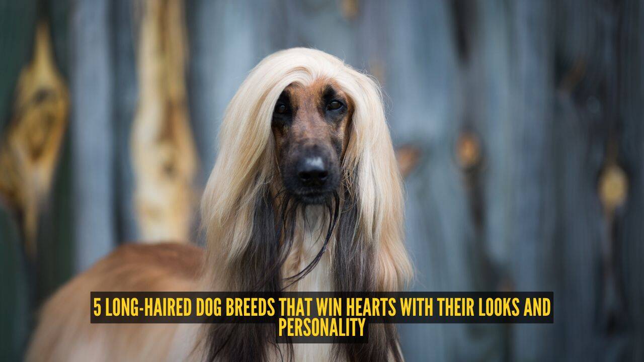 5 long-haired dog breeds that win hearts with their looks and personality