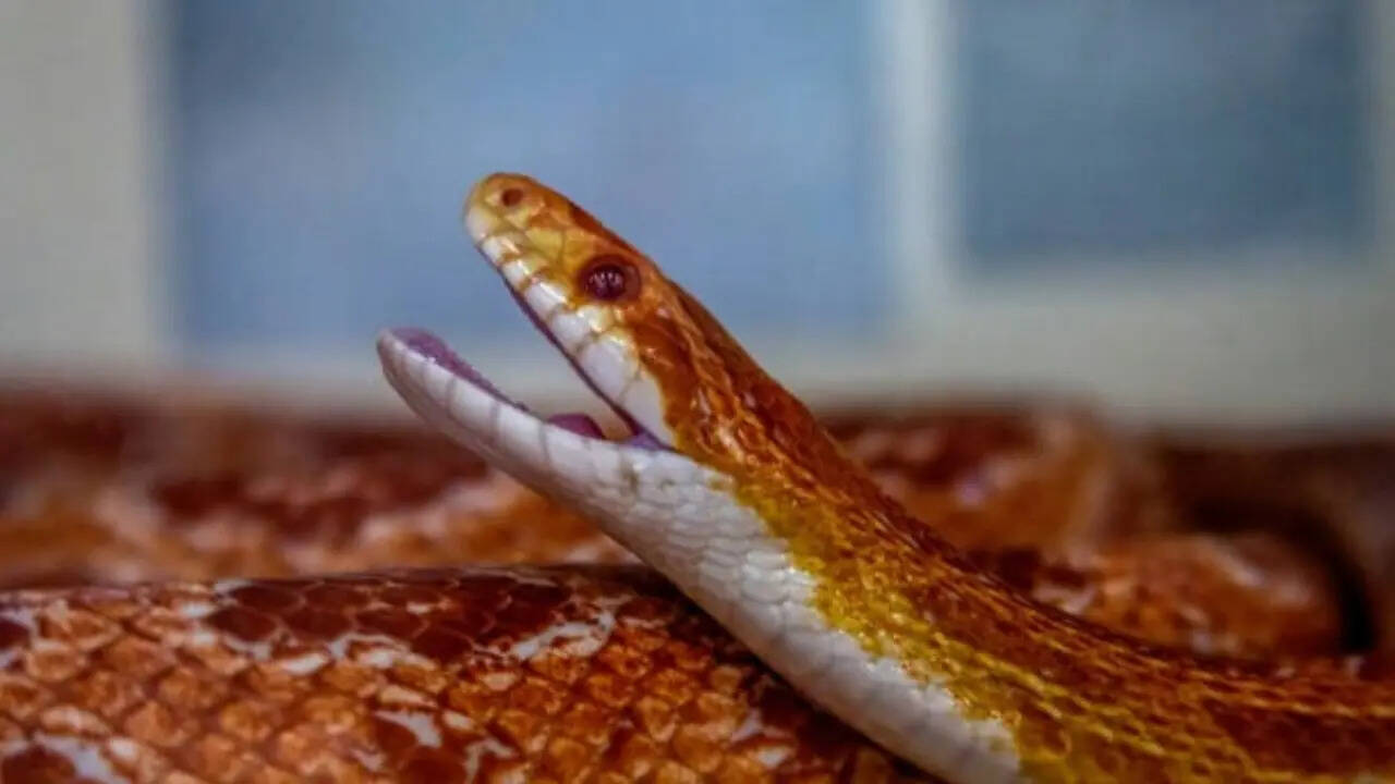 7 snake species that can move in a surprisingly straight line