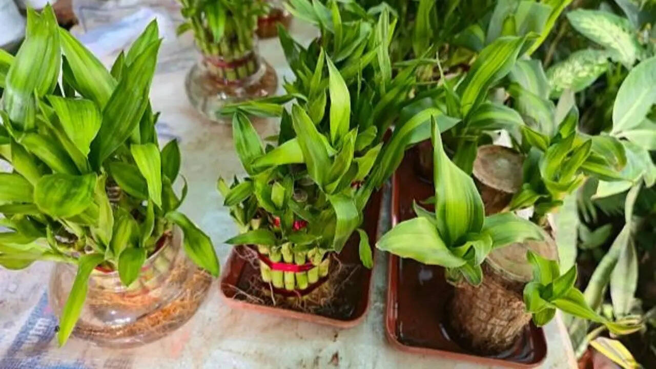7 Indoor plants that grow easily from stem cuttings