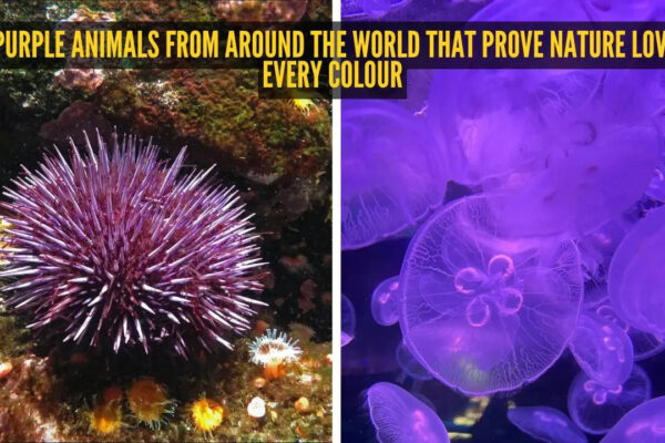5 purple animals from around the world that prove nature loves every colour
