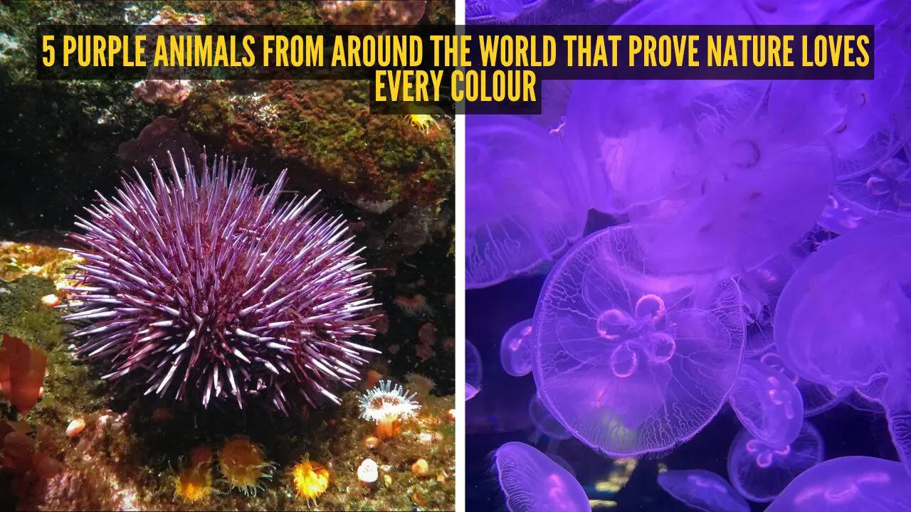 5 purple animals from around the world that prove nature loves every colour