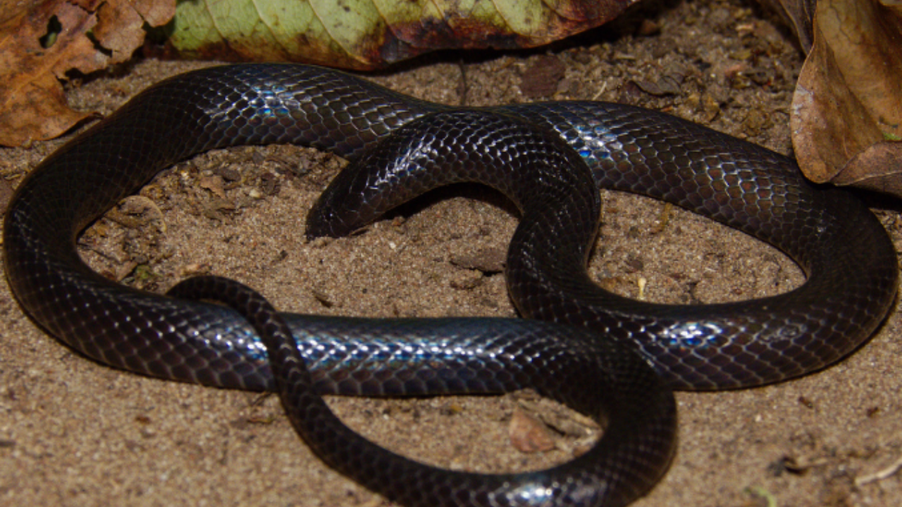 5 stunning purple snakes that look straight out of a fantasy novel