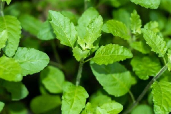 10 Fragrant indoor plants that will make your home smell naturally fresh