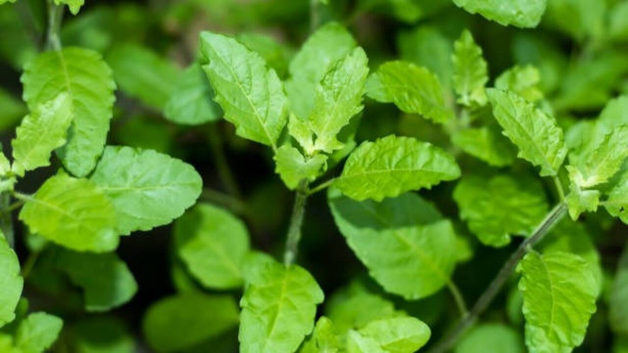 10 Fragrant indoor plants that will make your home smell naturally fresh