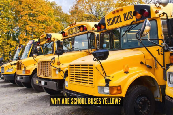 Why are school buses yellow? The fascinating reason behind the colour everyone recognises