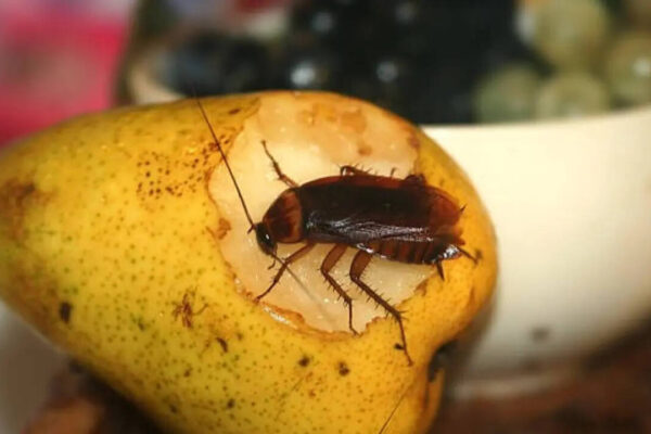 5 natural foods that can kill cockroaches instantly