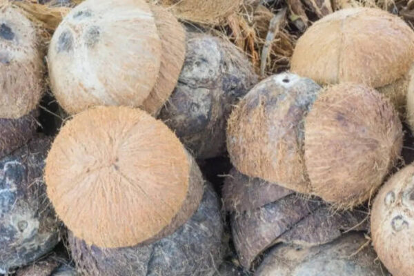 Before you throw away coconut shells, try these 7 clever garden ideas instead