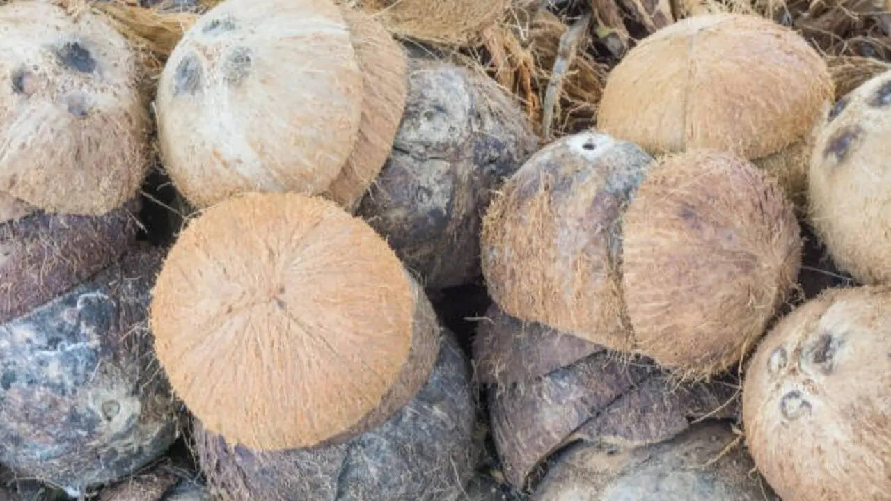 Before you throw away coconut shells, try these 7 clever garden ideas instead