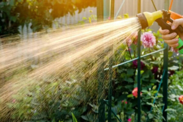 Watering your plants at this time of day could do more harm than good