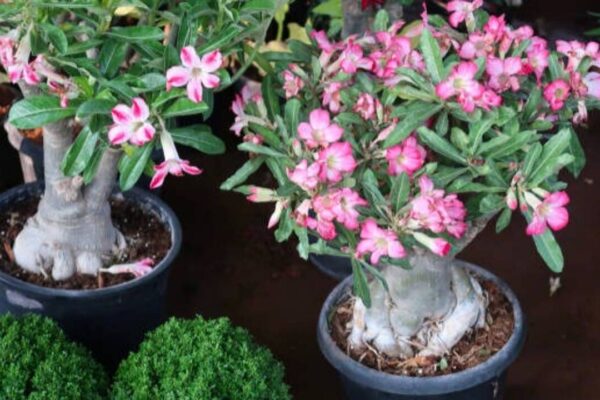 7 Terrace plants that thrive with just few minutes of care a week