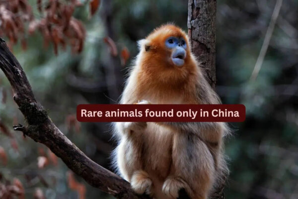 10 rare animals found only in China and where to spot them