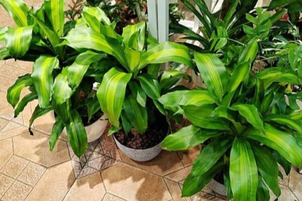 7 tall plants for the ultimate green vibe for your balcony