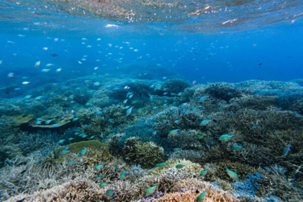 Scientists are turning seawater into a ‘blood test’ that could reveal coral reef damage before it becomes visible |