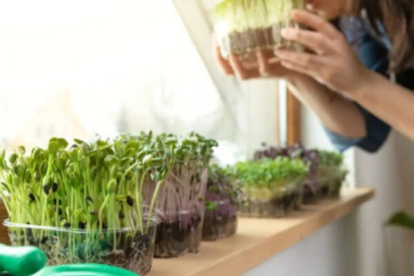 5 nutritionally superior green leafy 'saag' you can grow in pots in your balcony