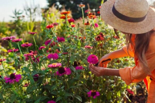 Want more blooms? Prune these 5 garden plants in August